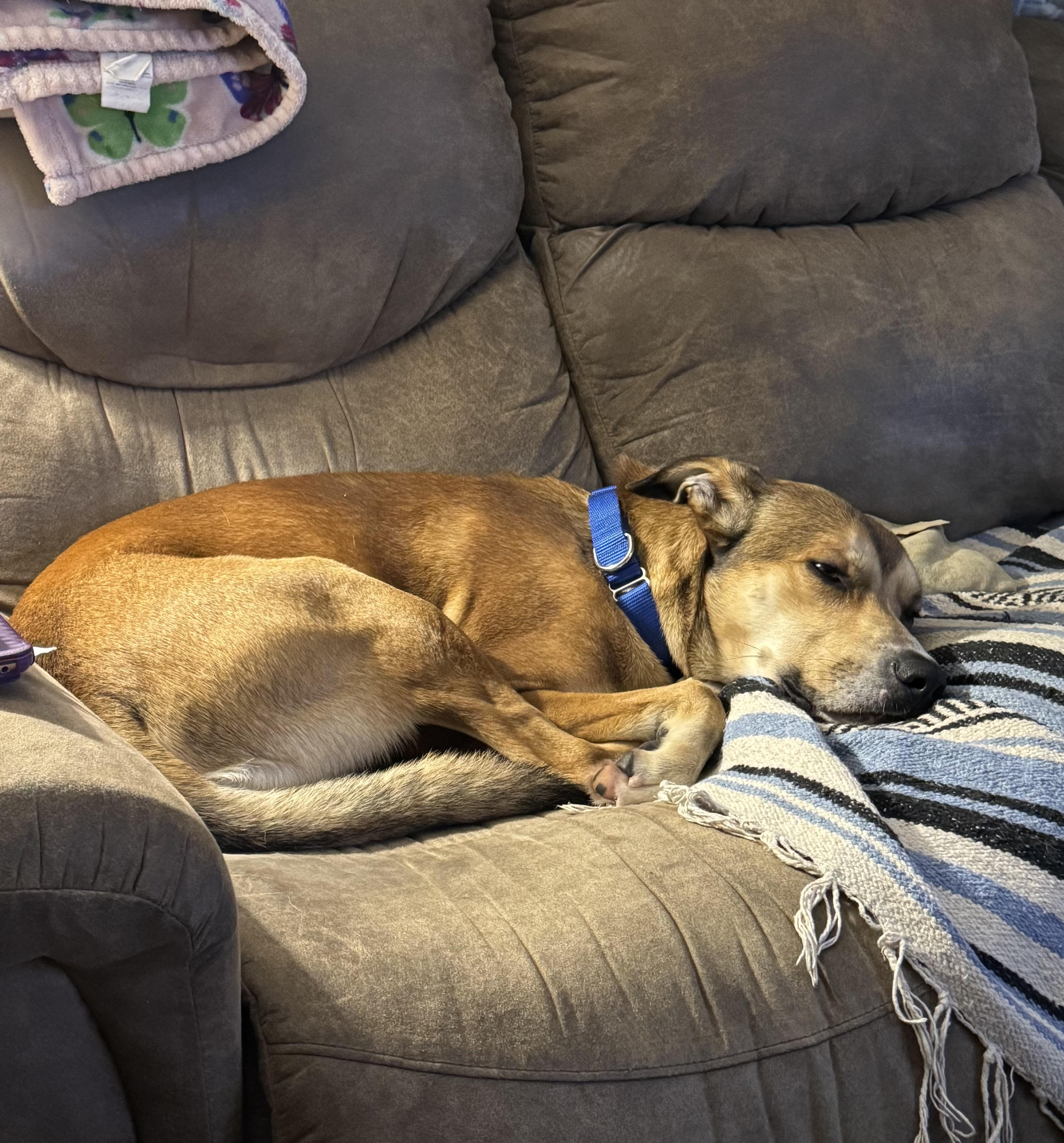 Enlarge Morty, a Adoptable mixed breed in Watertown, CT image 5/5