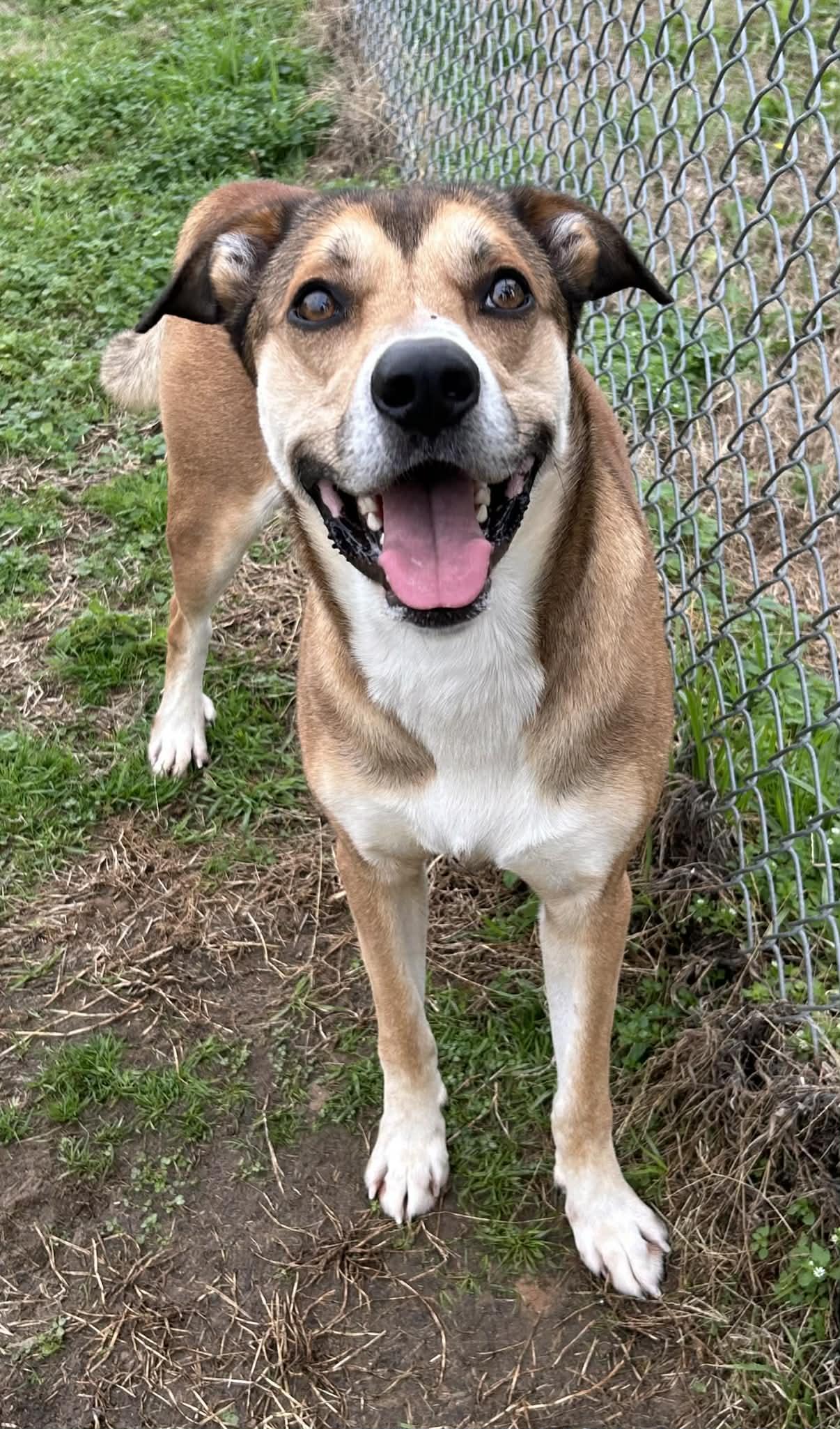 Enlarge Morty, a Adoptable mixed breed in Watertown, CT image 1/5