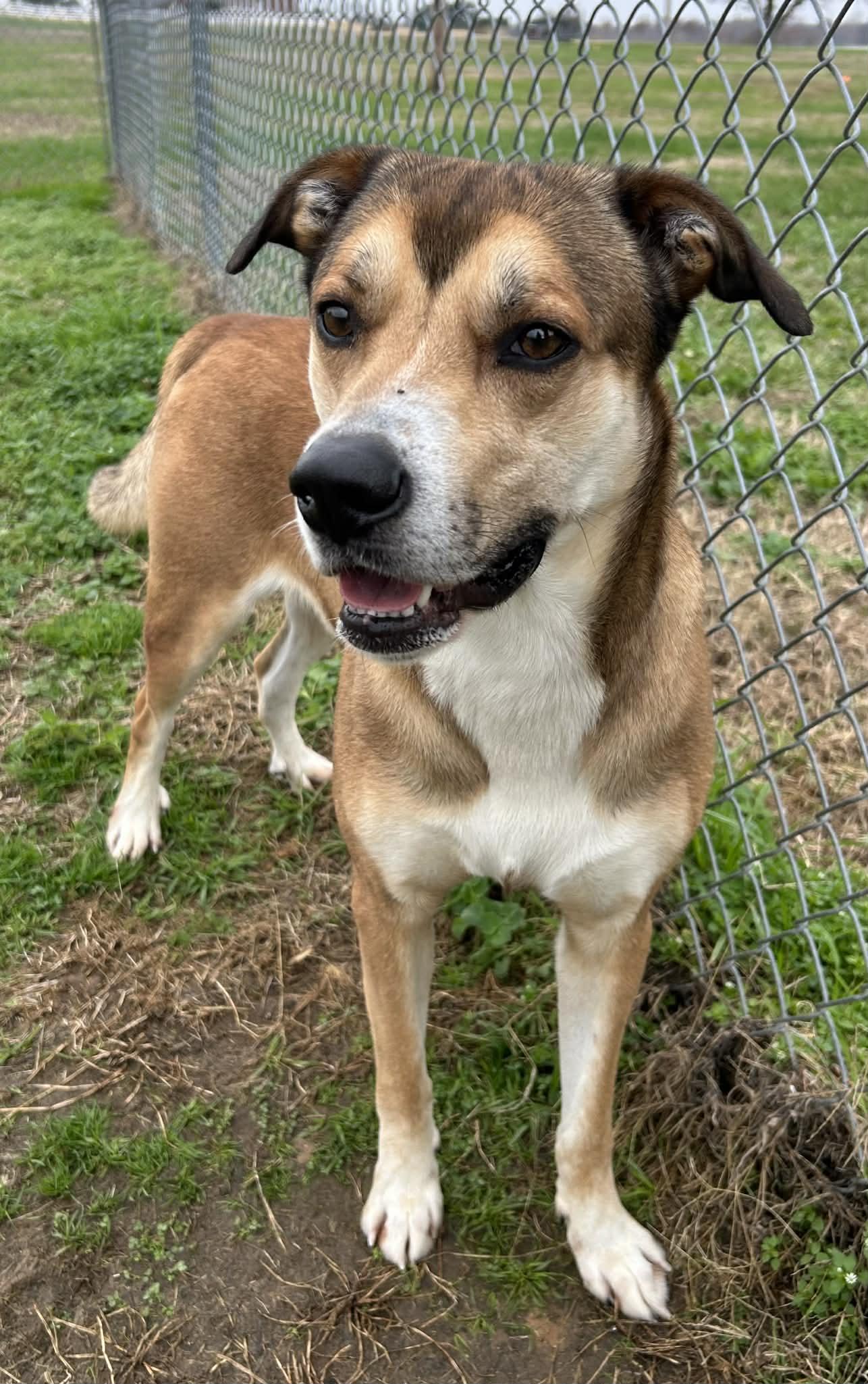 Enlarge Morty, a Adoptable mixed breed in Watertown, CT image 3/5