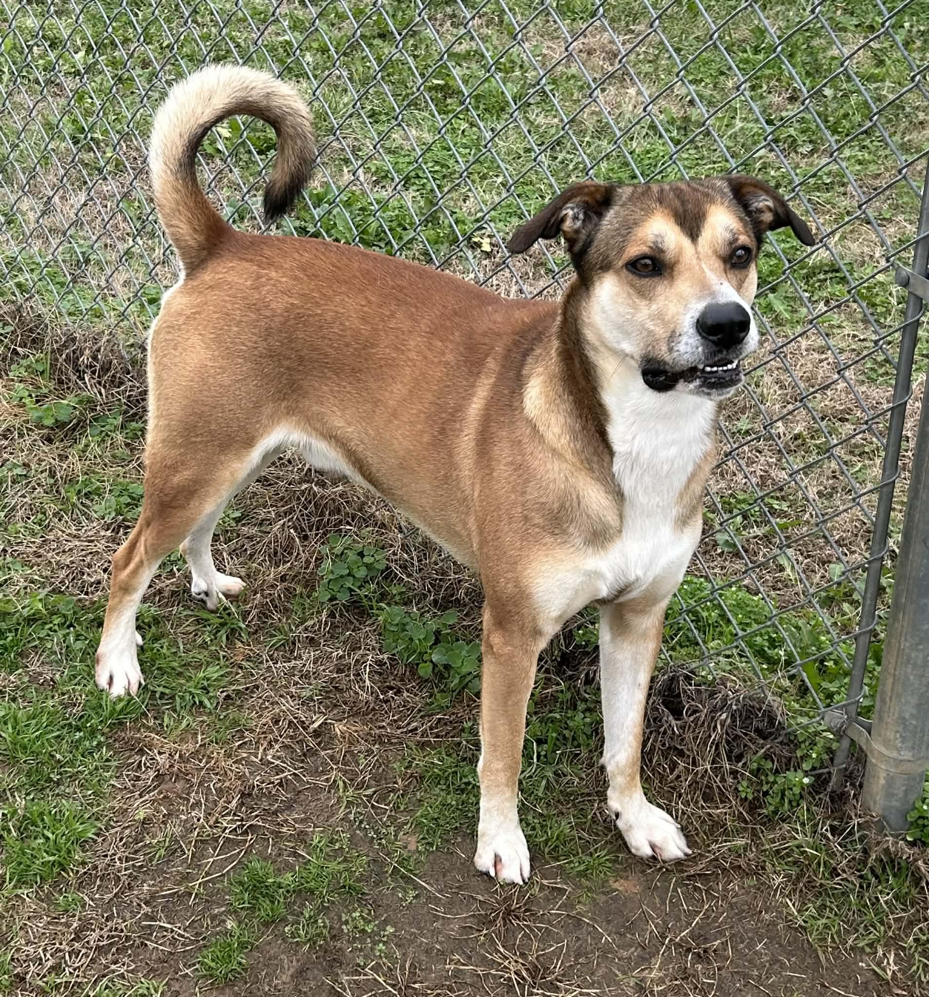 Enlarge Morty, a Adoptable mixed breed in Watertown, CT image 4/5