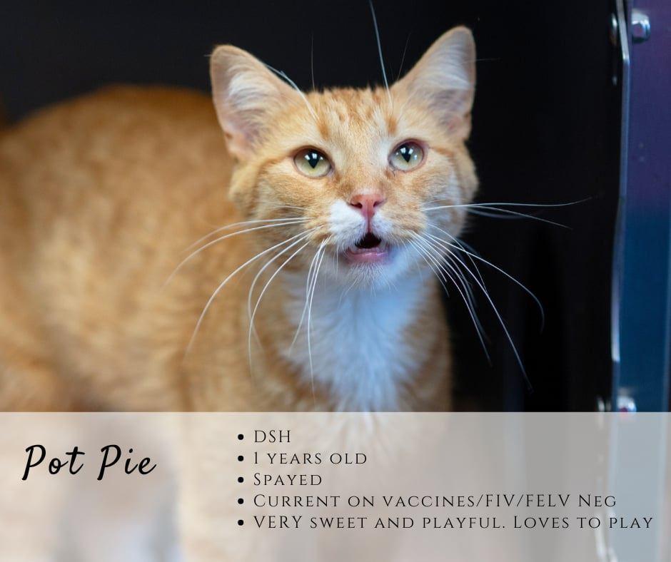 Pot Pie, ADOPTABLE, Young Female Domestic Short Hair.