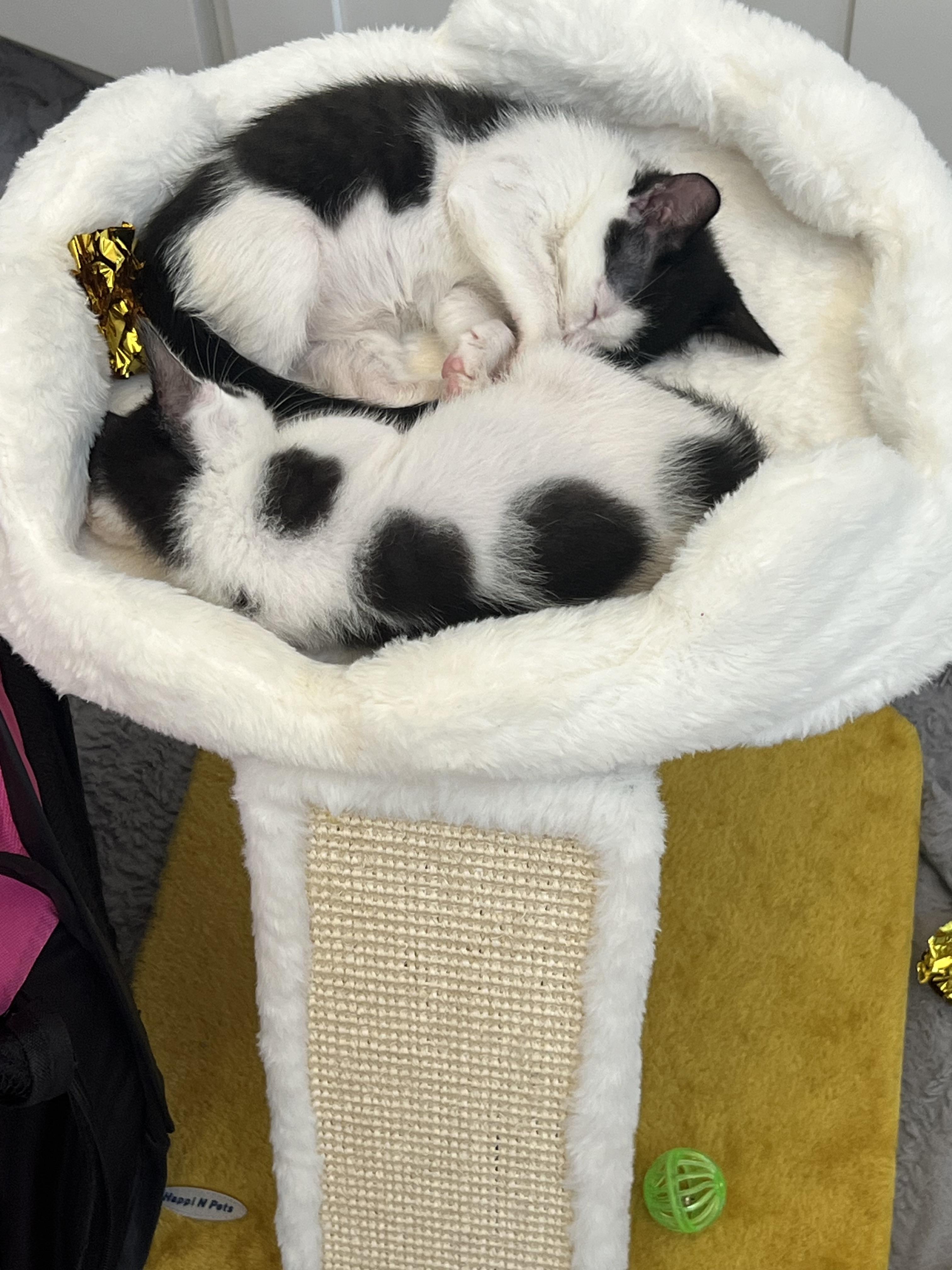 Enlarge Zara and Igor, a Adopted Domestic Short Hair in Oceanside, CA image 3/3