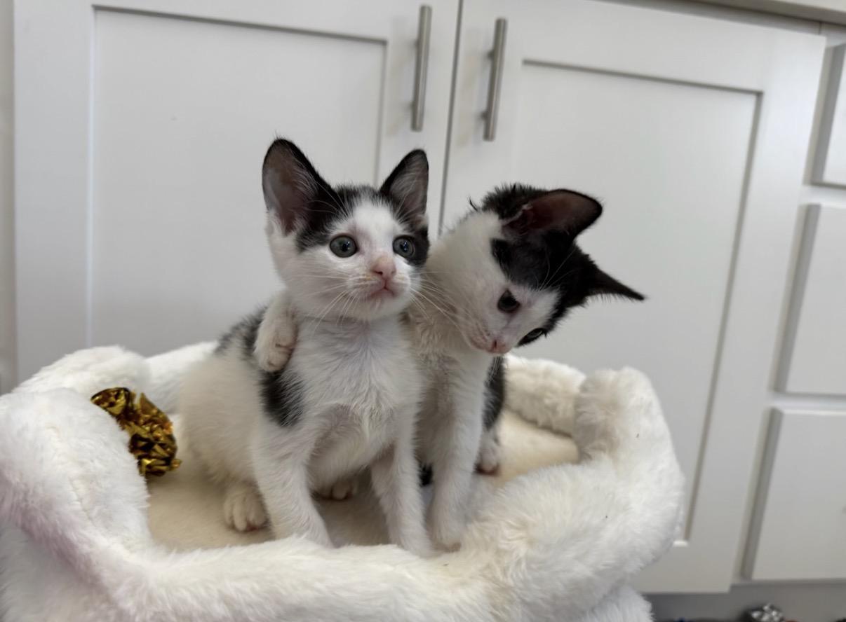 Enlarge Zara and Igor, a Adopted Domestic Short Hair in Oceanside, CA image 2/3