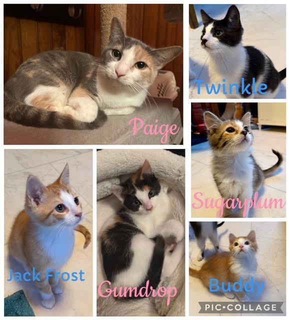 The Winter Kittens, adopted, Kitten Male Domestic Short Hair.