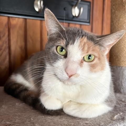 Enlarge The Winter Kittens, an adopted Domestic Short Hair in Buffalo, NY image 5/6