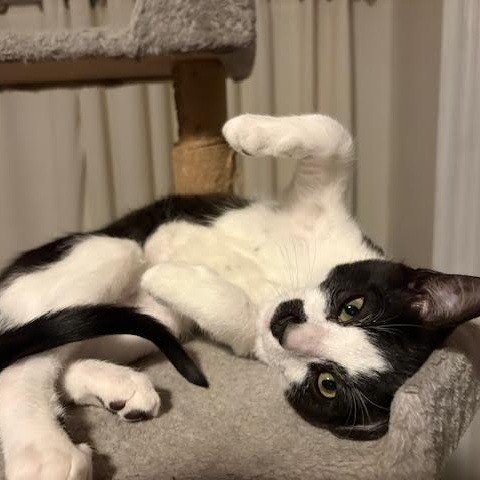 Enlarge The Winter Kittens, an adopted Domestic Short Hair in Buffalo, NY image 2/6