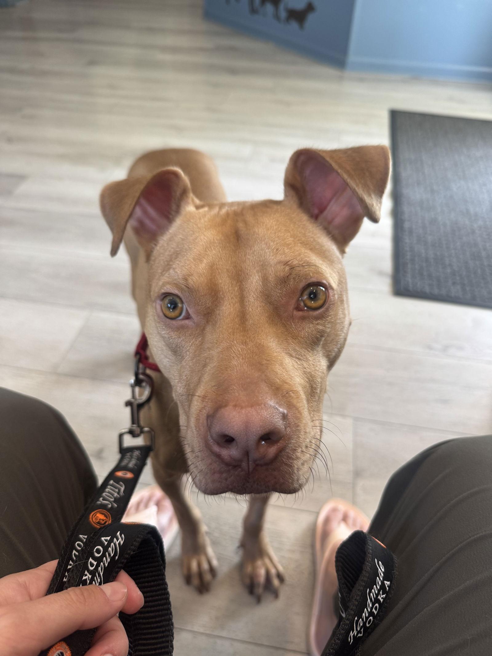 Trooper, Adoptable, Young Male Terrier.