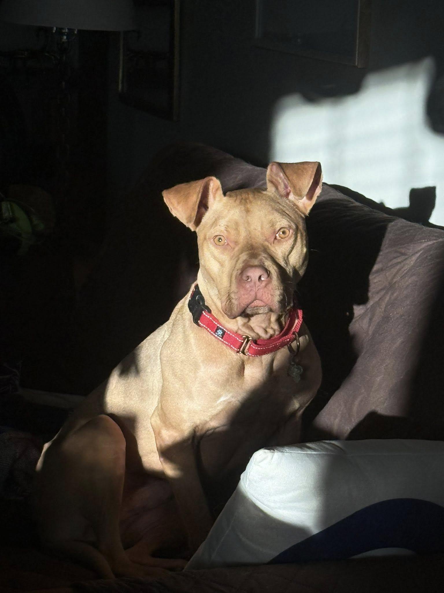 Enlarge Trooper, a Adoptable Terrier in Greenville, SC image 2/3