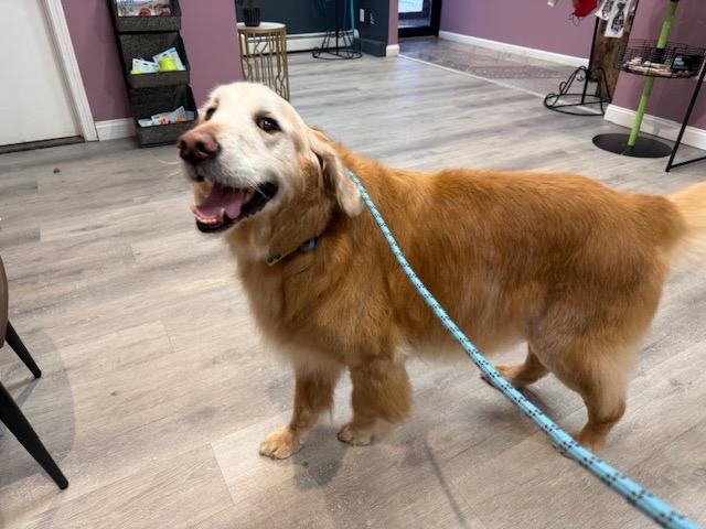 Enlarge Willis, an adopted Golden Retriever in Foster, RI image 6/6