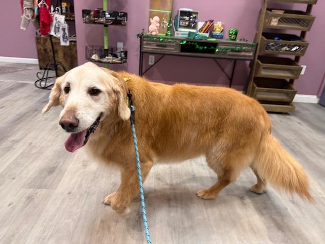 Enlarge Willis, an adopted Golden Retriever in Foster, RI image 5/6
