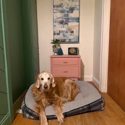 Enlarge Willis, an adopted Golden Retriever in Foster, RI image 2/6