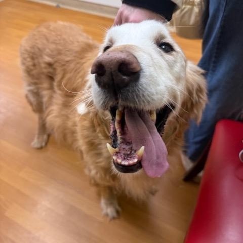 Enlarge Willis, an adopted Golden Retriever in Foster, RI image 3/6