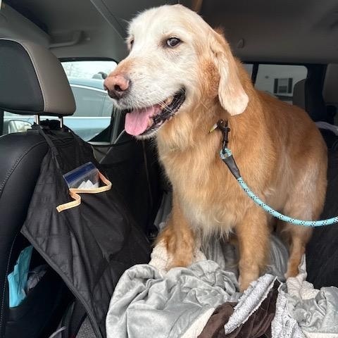 Enlarge Willis, an adopted Golden Retriever in Foster, RI image 1/6