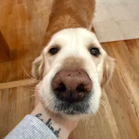 Enlarge Willis, an adopted Golden Retriever in Foster, RI image 4/6