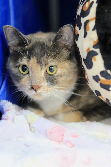 Lulu, Adoptable, Adult Female Domestic Short Hair.