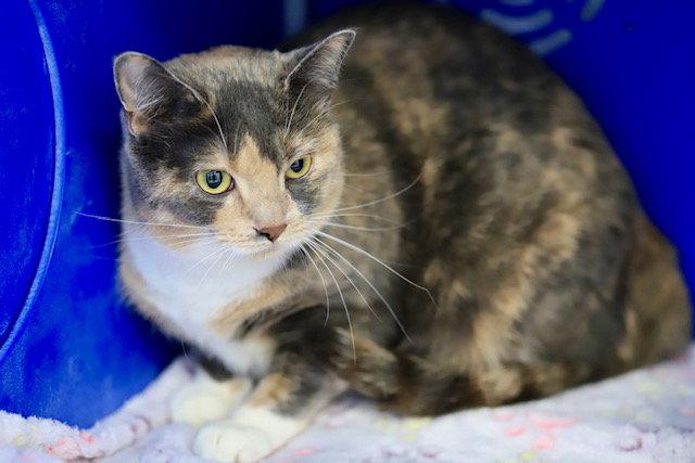Enlarge Lulu, a Adoptable Domestic Short Hair in Webster, WI image 2/3