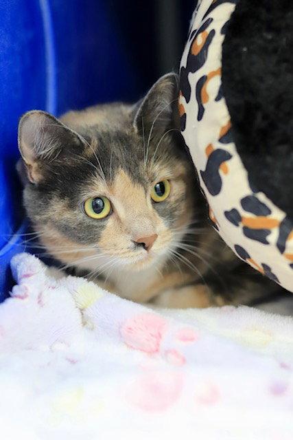 Enlarge Lulu, a Adoptable Domestic Short Hair in Webster, WI image 3/3