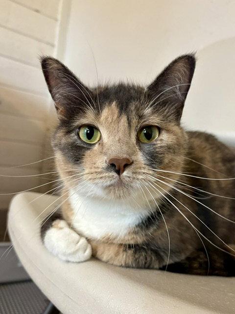 Lulu, a Adoptable Domestic Short Hair in Webster, WI image 3/3