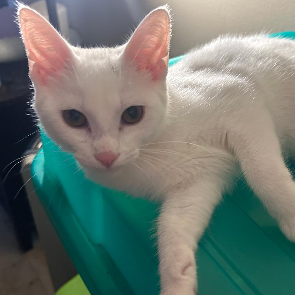 Enlarge Whisp, a Adoptable Domestic Short Hair in Chicago, IL image 1/2