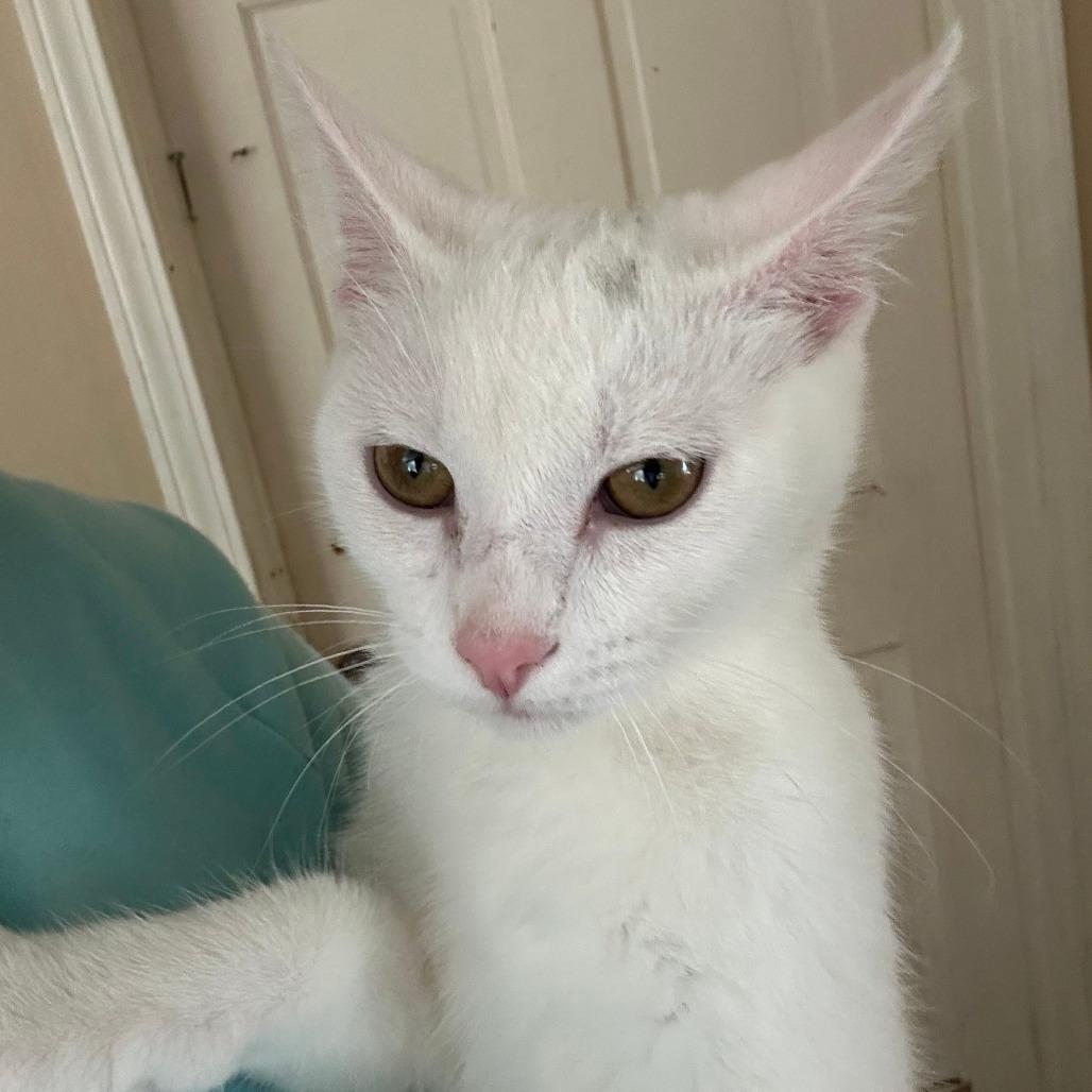 Enlarge Whisp, a Adoptable Domestic Short Hair in Chicago, IL image 2/2