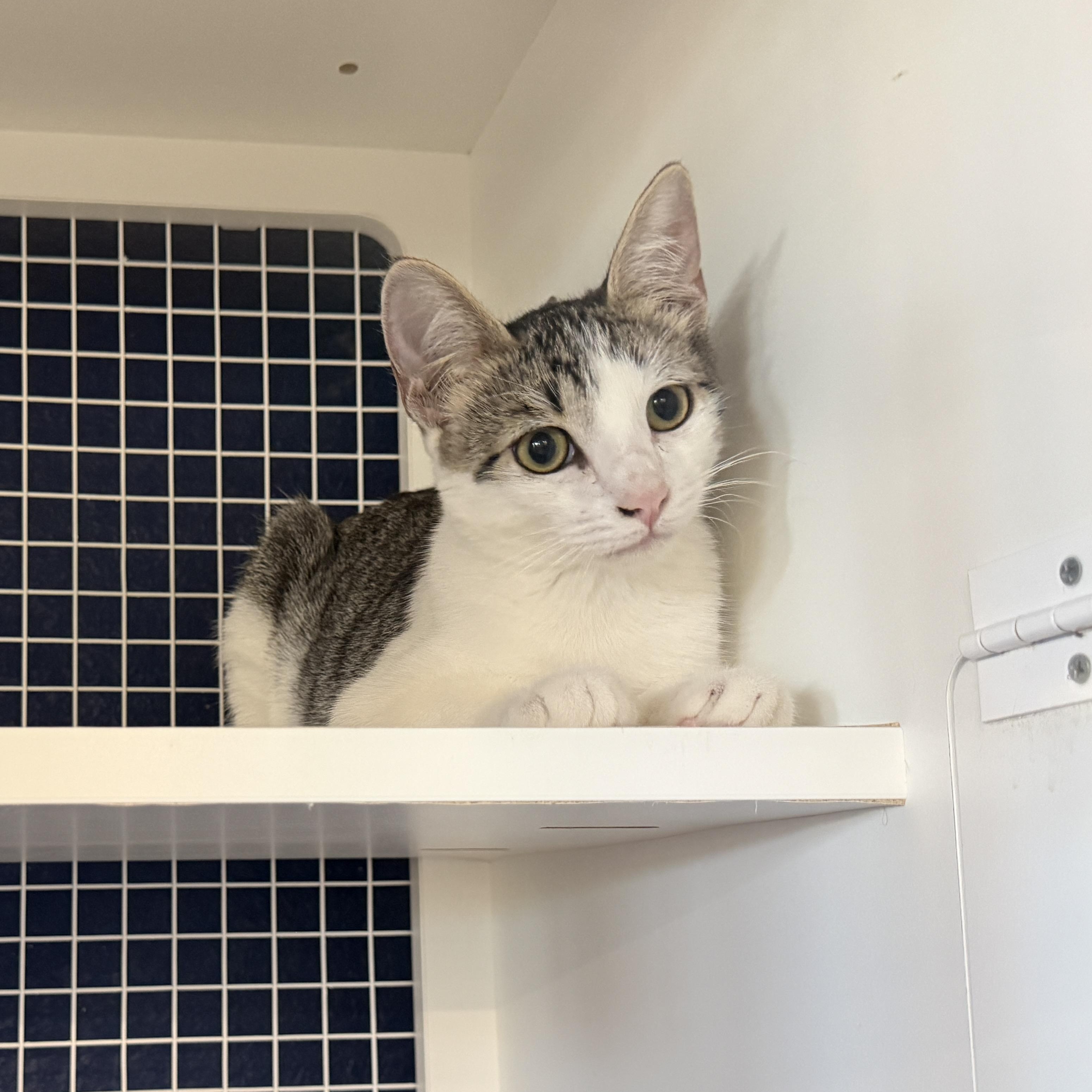 Enlarge Neelix, a Adopted Domestic Short Hair in Oceanside, CA image 2/3