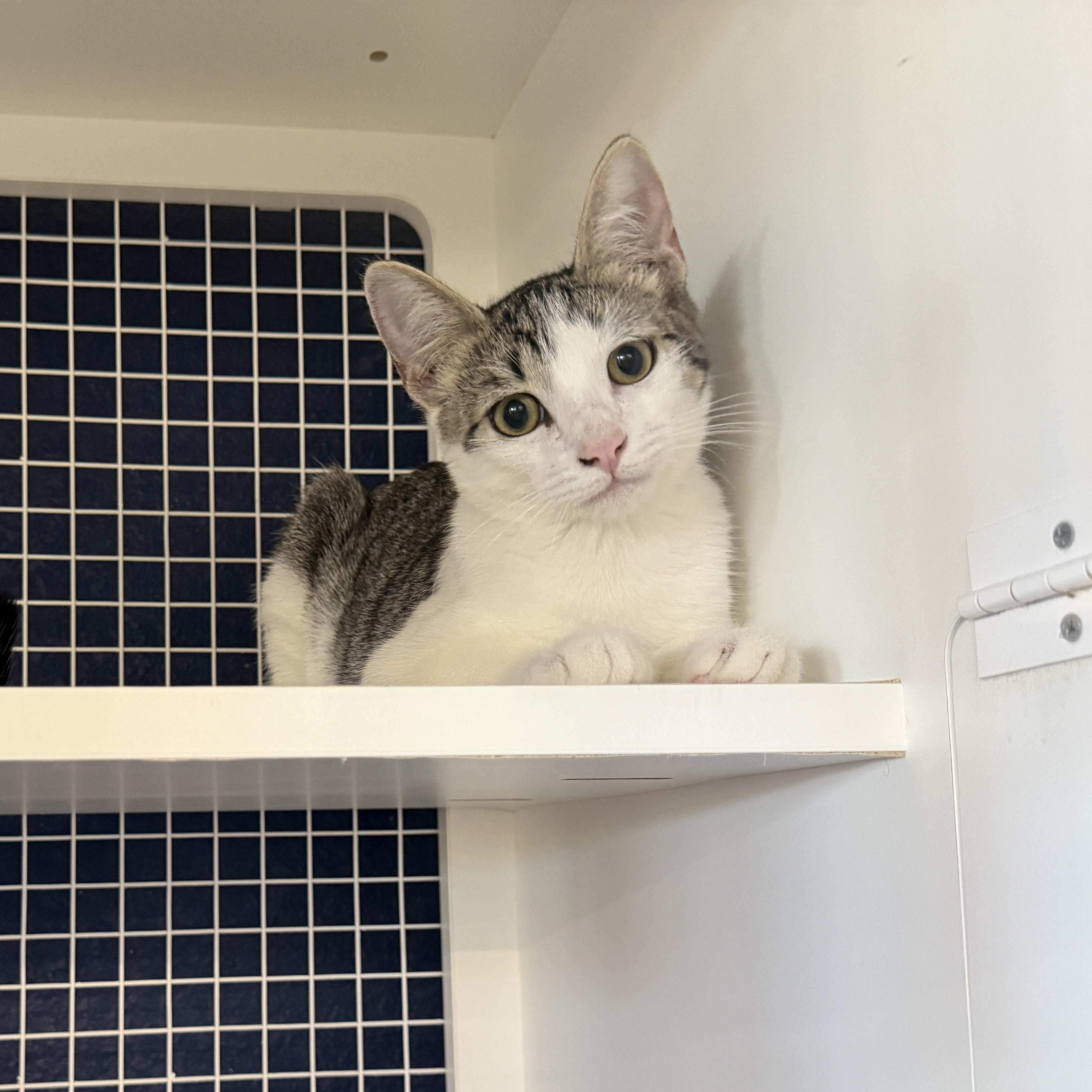 Neelix, Adopted, Kitten Male Domestic Short Hair.