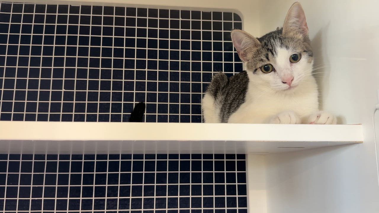 Enlarge Neelix, a Adopted Domestic Short Hair in Oceanside, CA video 3/3