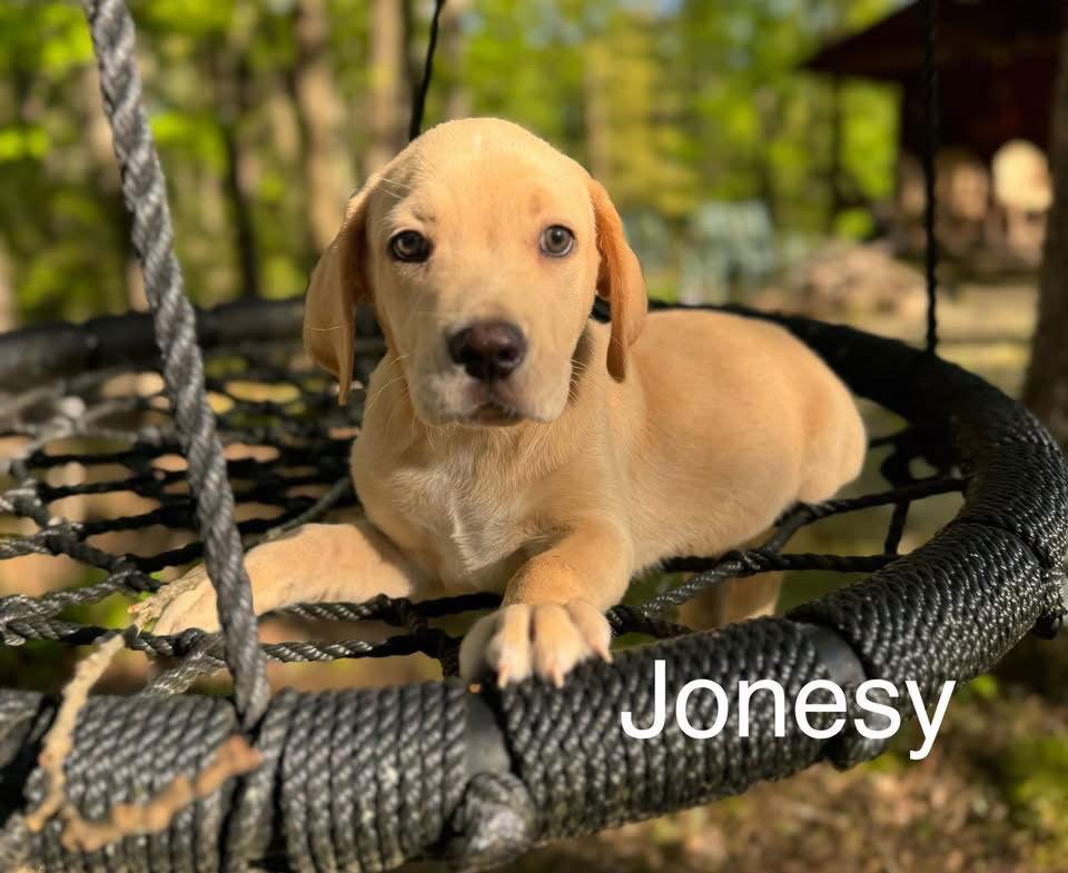 Enlarge Jonsey, a Adopted mixed breed in Spring City, PA image 2/2