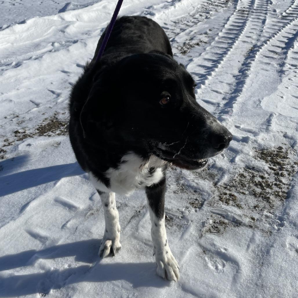 Enlarge Newton, a Adoptable mixed breed in Marysville, OH image 1/6