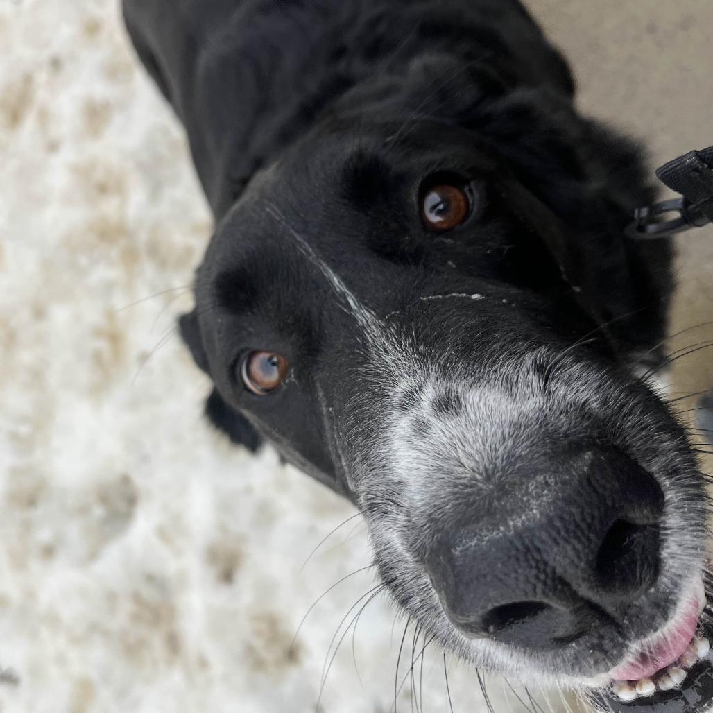 Enlarge Newton, a Adoptable mixed breed in Marysville, OH image 2/6