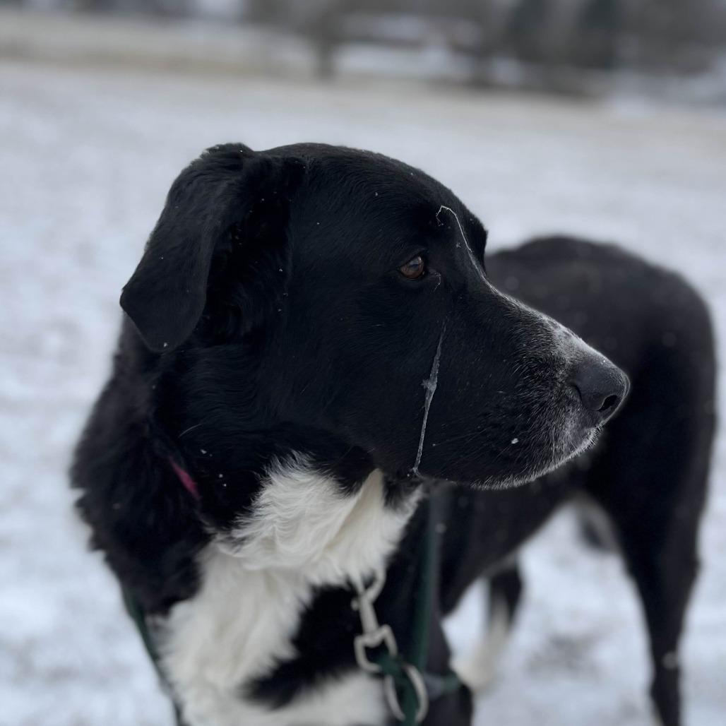 Enlarge Newton, a Adoptable mixed breed in Marysville, OH image 3/6