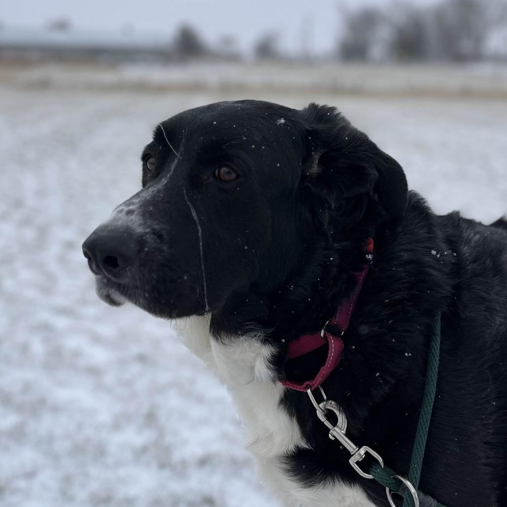 Enlarge Newton, a Adoptable mixed breed in Marysville, OH image 4/6
