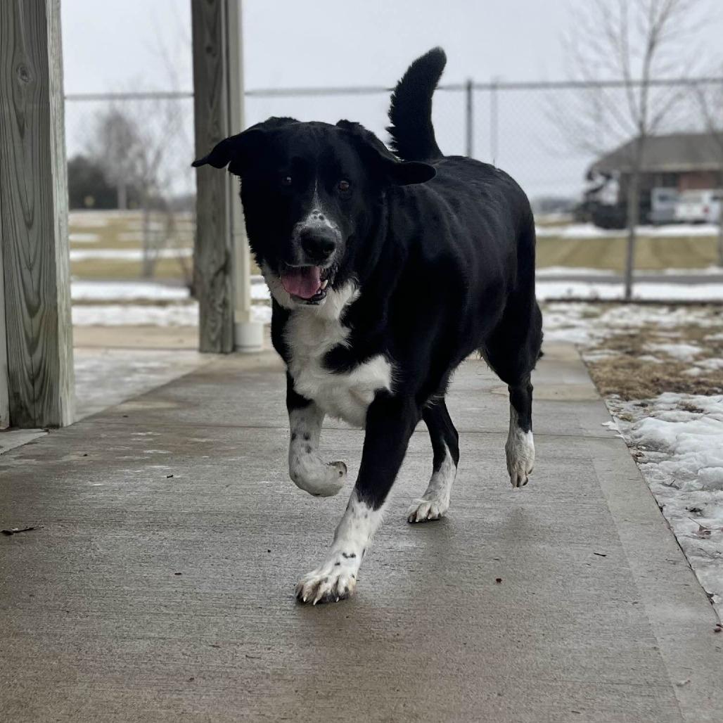 Enlarge Newton, a Adoptable mixed breed in Marysville, OH image 6/6