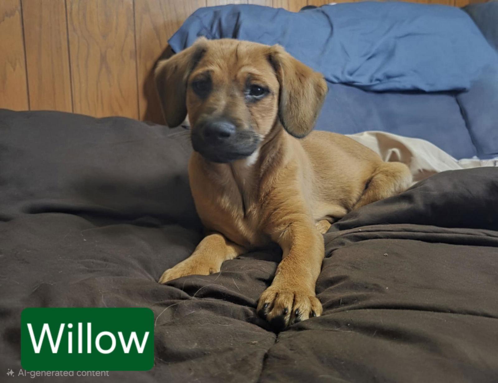 Enlarge Willow, a Adoptable Hound in Mechanicsburg, PA image 1/1