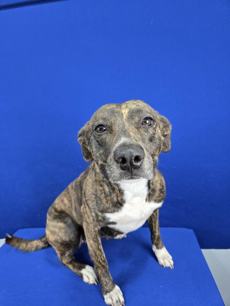 Sweet Tart, Adoptable, Adult Female Mixed Breed.