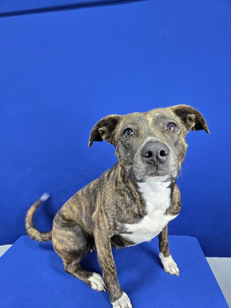 Sweet Tart, Adoptable, Adult Female Mixed Breed.