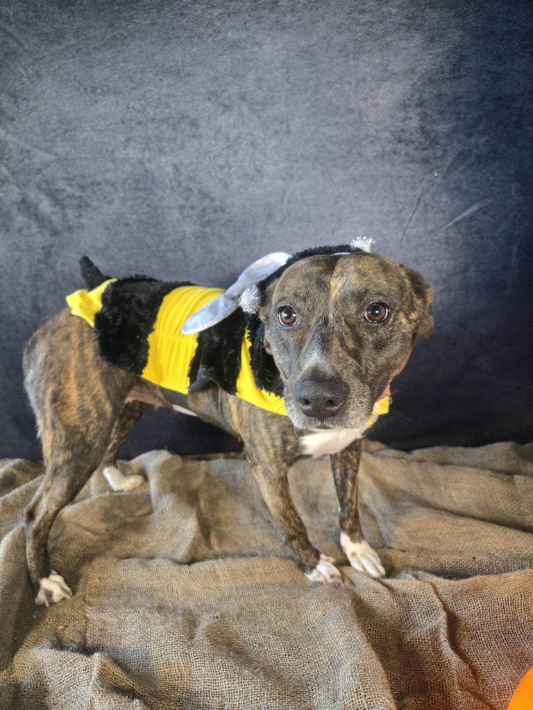 Enlarge Sweet Tart, a Adoptable Mixed Breed in Ruston, LA image 3/4