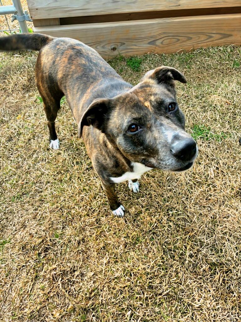 Enlarge Sweet Tart, a Adoptable Mixed Breed in Ruston, LA image 4/4