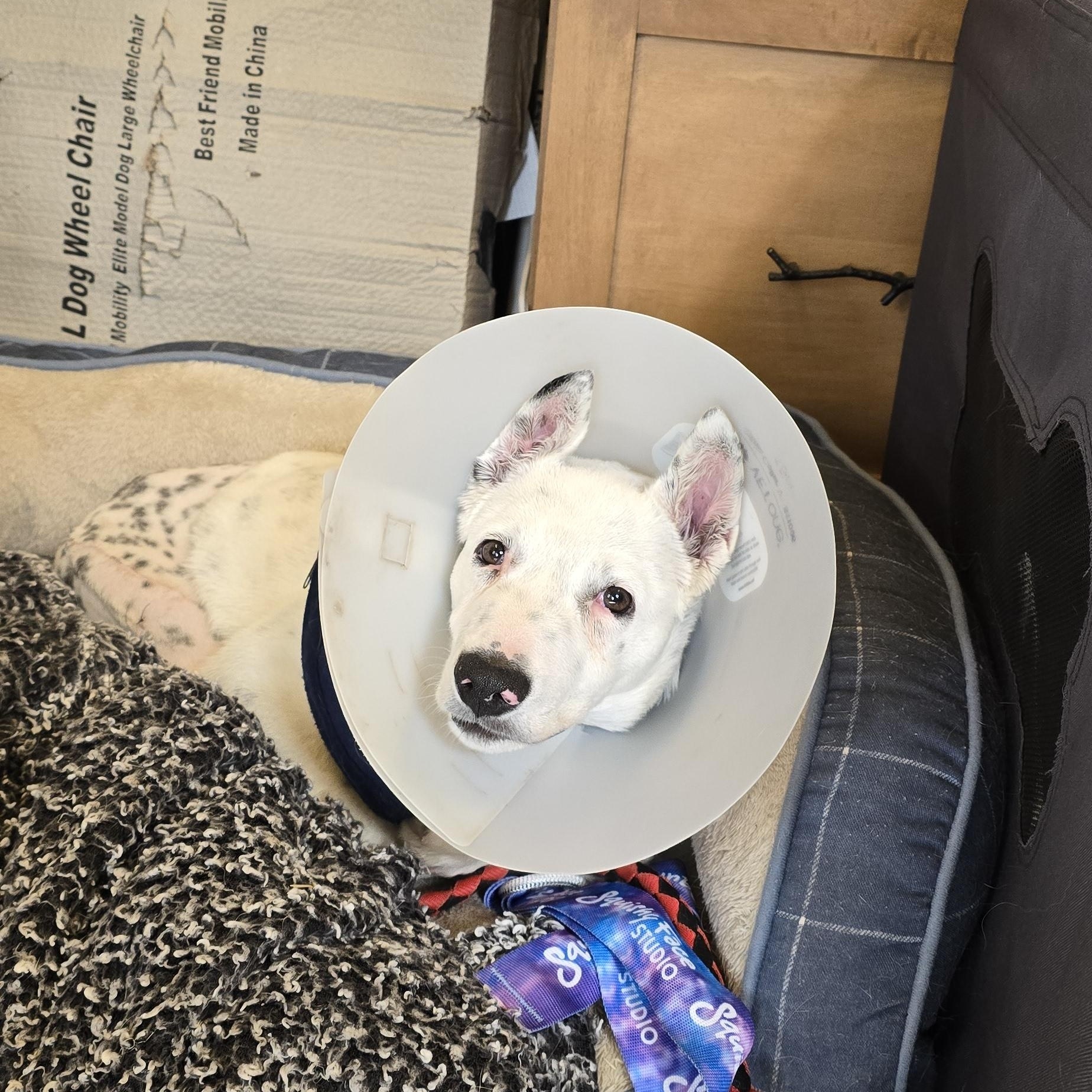 Bandit, Adoptable, Young Male Australian Cattle Dog / Blue Heeler.