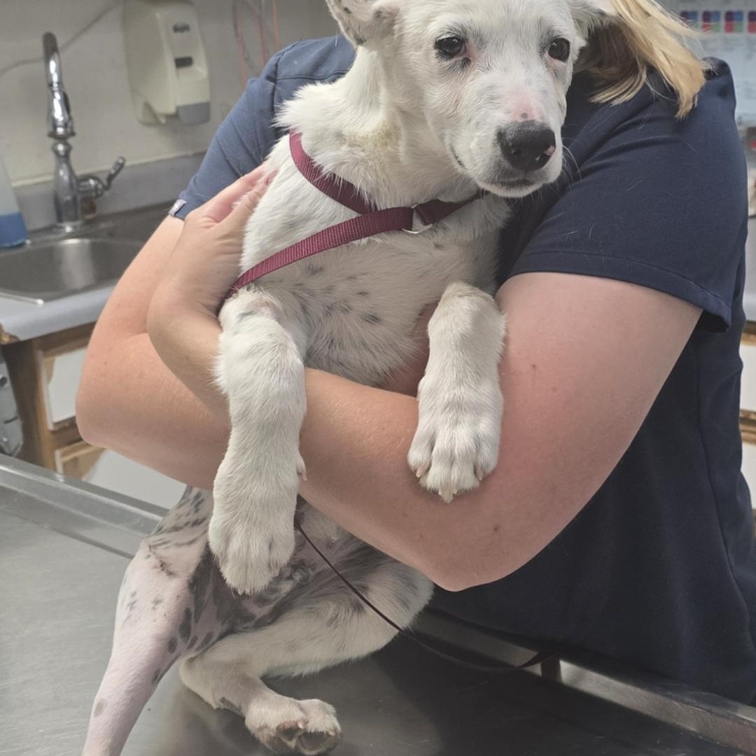 Enlarge Bandit, a Adoptable mixed breed in Gunnison, CO image 2/5