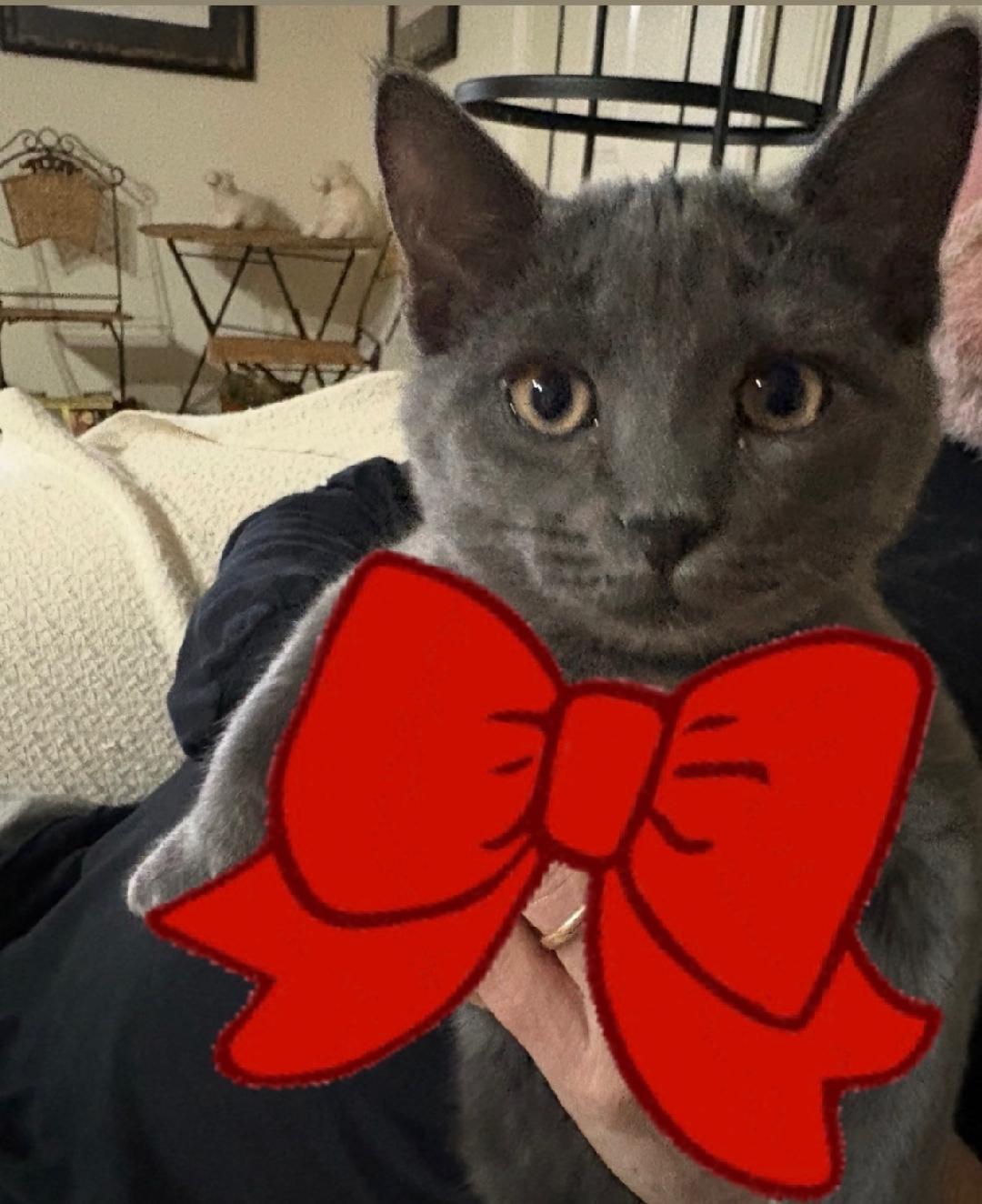 Charlie, ADOPTABLE, Young Female Russian Blue.