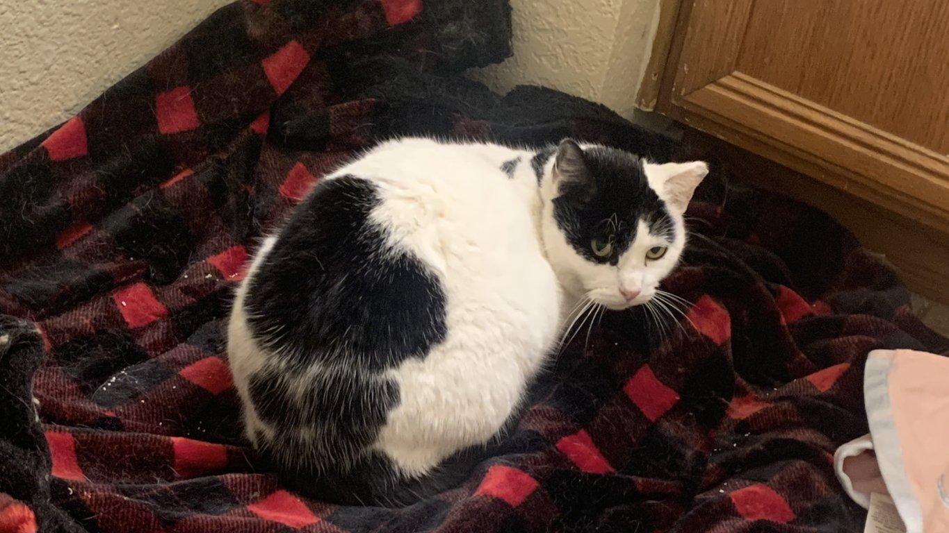 Enlarge Moo Moo Meadows, a ADOPTABLE Domestic Short Hair in Fort Worth, TX image 2/5