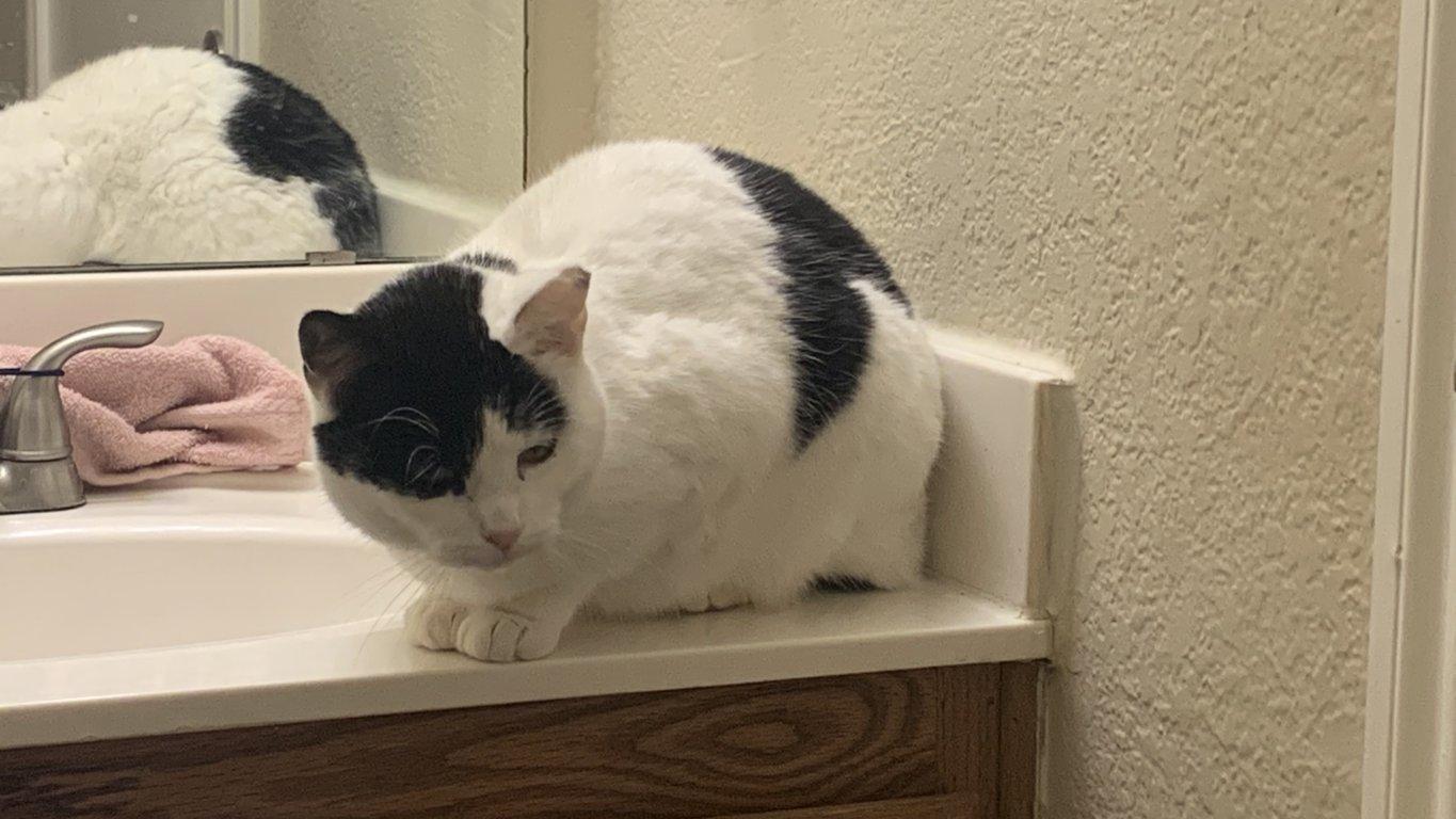 Enlarge Moo Moo Meadows, a ADOPTABLE Domestic Short Hair in Fort Worth, TX image 5/5