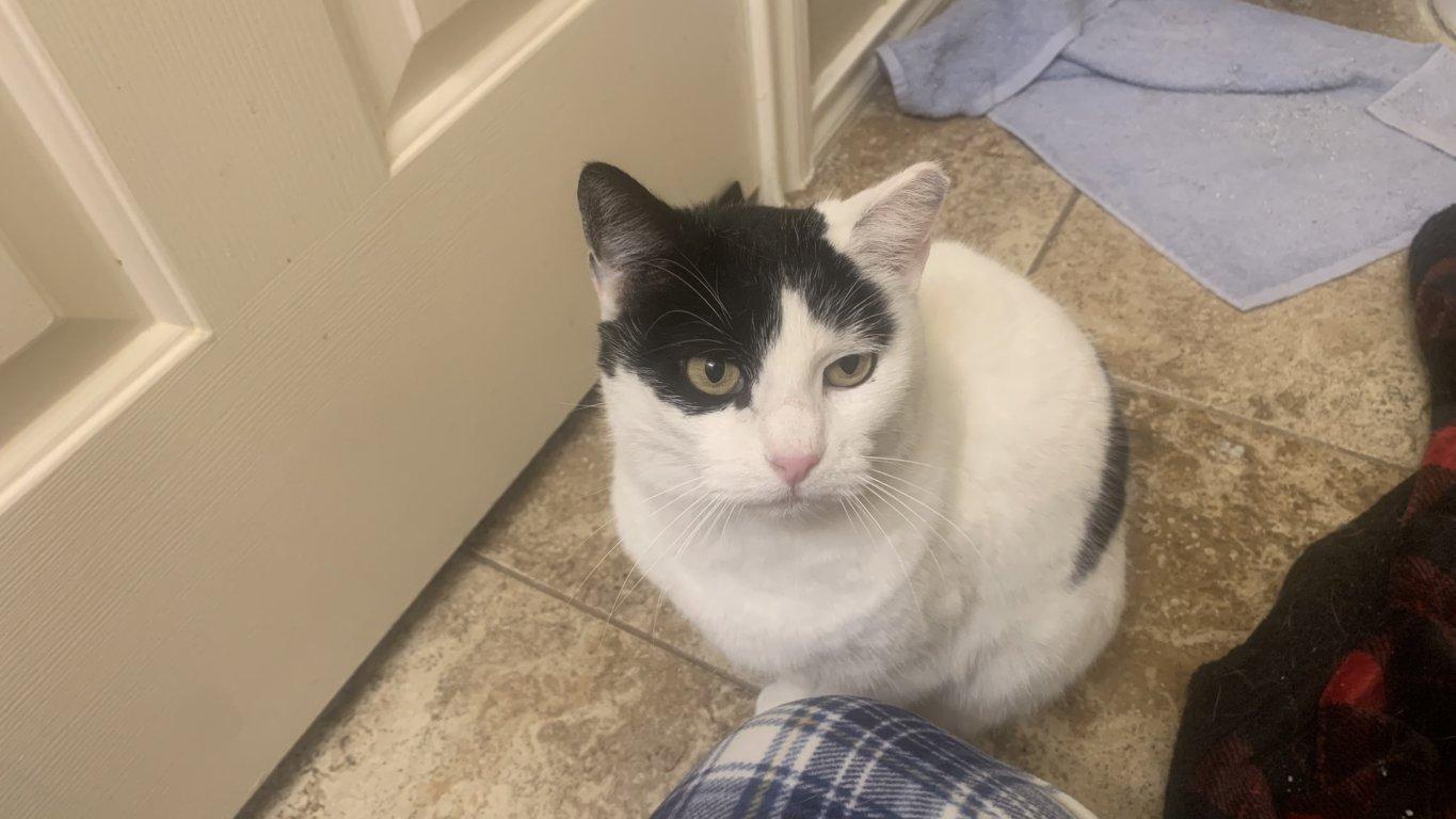 Enlarge Moo Moo Meadows, a ADOPTABLE Domestic Short Hair in Fort Worth, TX image 4/5