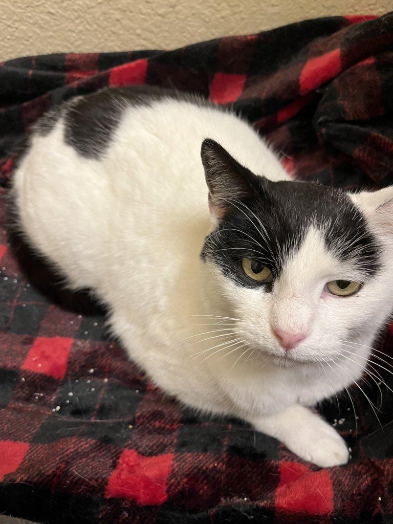 Enlarge Moo Moo Meadows, a ADOPTABLE Domestic Short Hair in Fort Worth, TX image 3/5