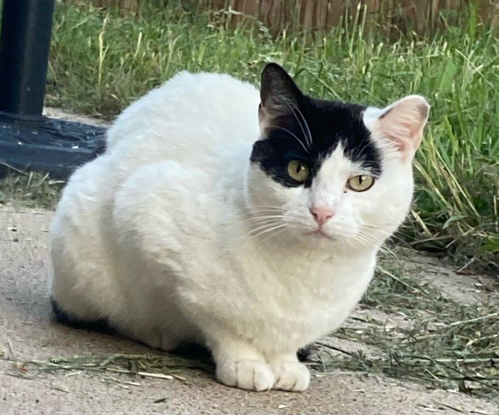 Moo Moo Meadows, ADOPTABLE, Adult Female Domestic Short Hair.
