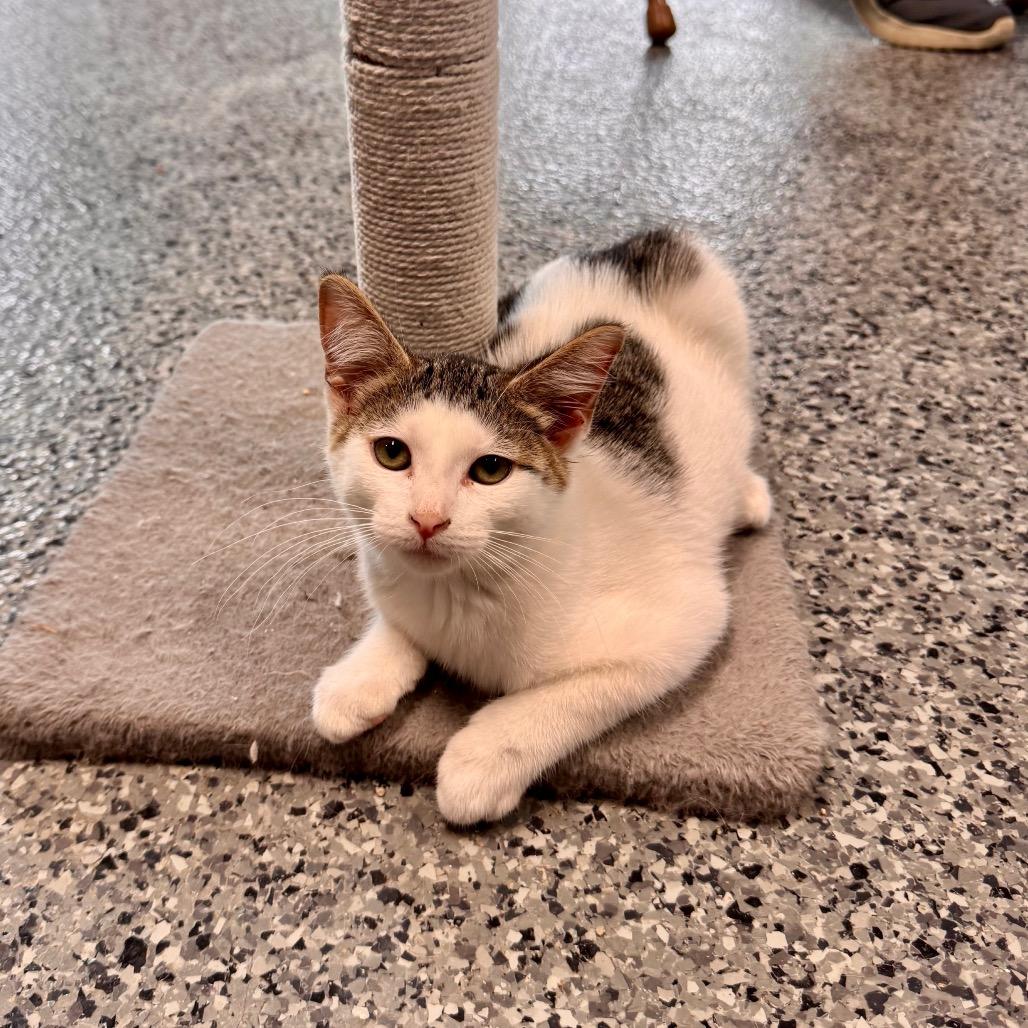 Jack Skellington, Adoptable, Kitten Male Domestic Short Hair.