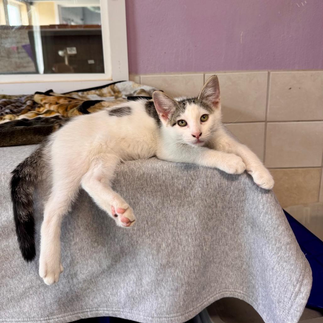 Enlarge Jack Skellington, a Adoptable Domestic Short Hair in Mondovi, WI image 2/3