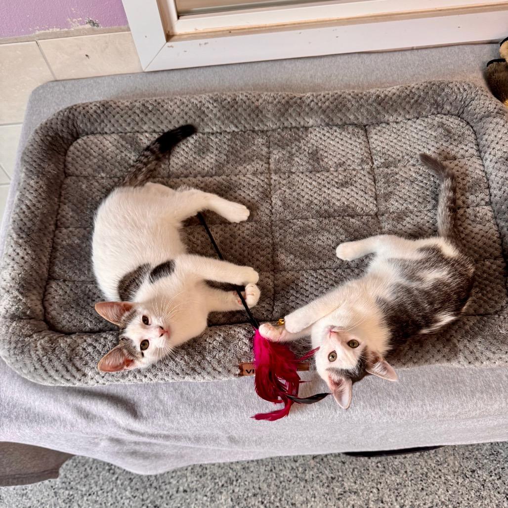 Enlarge Jack Skellington, a Adoptable Domestic Short Hair in Mondovi, WI image 3/3