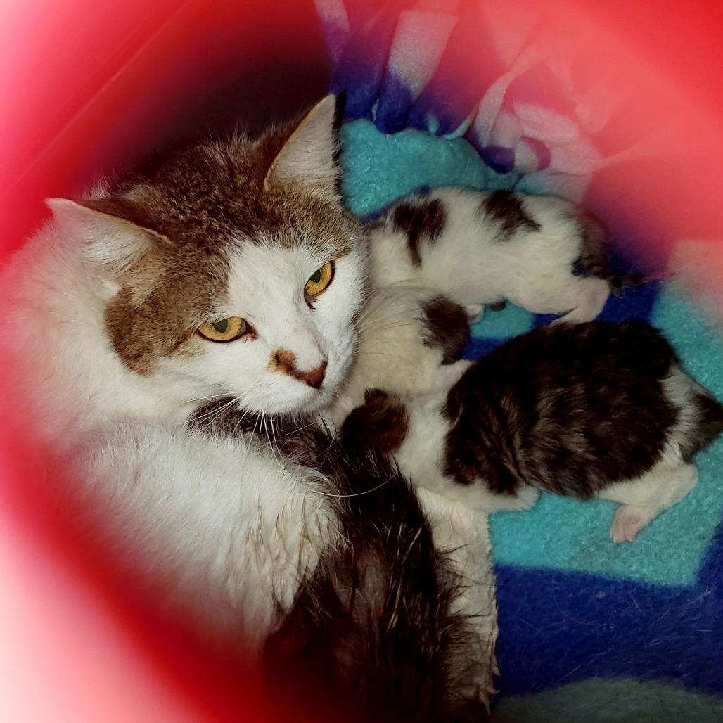 Jack Skellington, Adoptable, Kitten Male Domestic Short Hair.